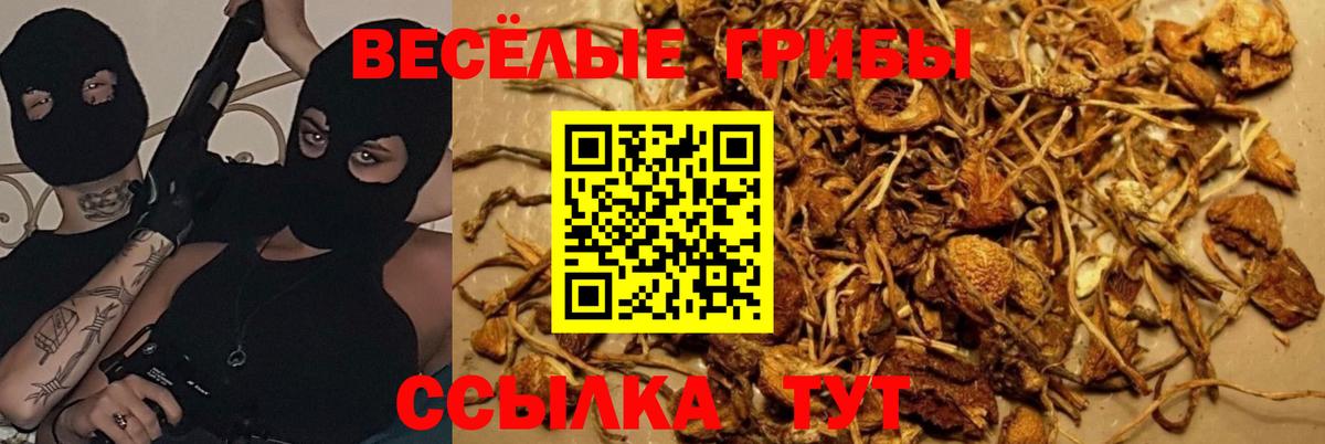 Сочи  Галлюциногенные грибы Cubensis  Вход с VPN  Галлюциногенные грибы MAGIC MUSHROOMS 
